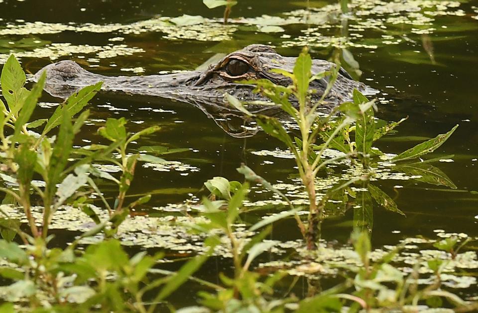 An alligator rests in the water along the edge of Greenfield Lake in Wilmington N.C. Tuesday June 21, 2022. The city of Wilmington is developing a new master plan to guide the future of Greenfield Park.