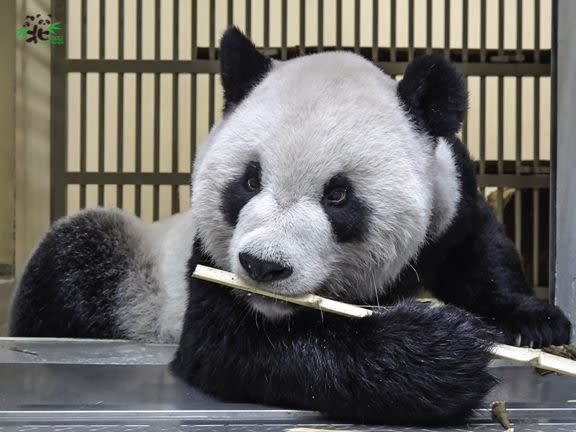 「團團」病情不樂觀。   圖：台北市立動物園/提供