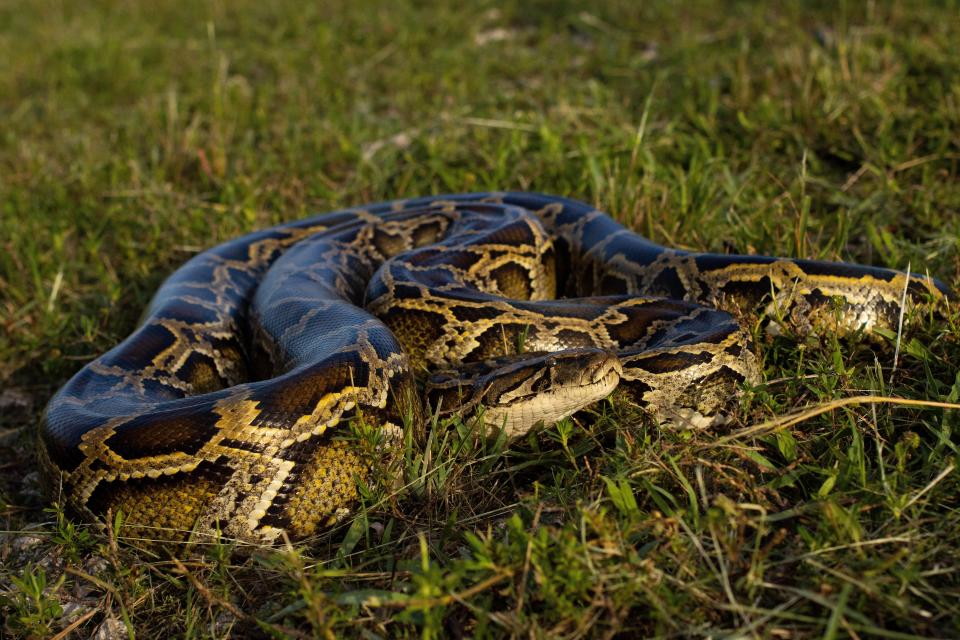 A Burmese python in the Florida Everglades.