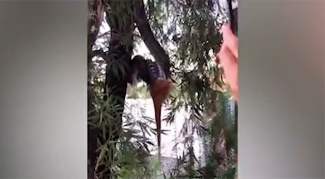 The snake was found hanging from a tree with a possum in its mouth. Source: Facebook / Brisbane Snake Catchers