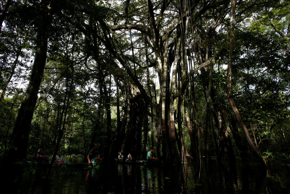 <p>Tourists with local guides search for jaguars on top of the trees at the Mamiraua Sustainable Development Reserve in Uarini, Amazonas state, Brazil, May 19, 2016. (Photo: Bruno Kelly/Reuters) </p>