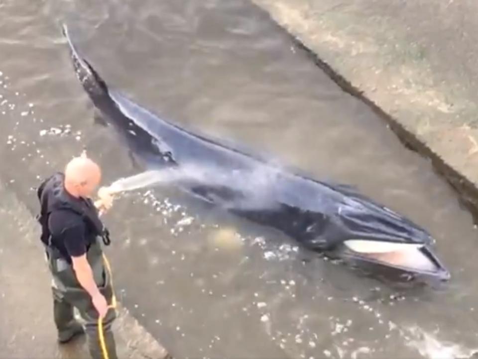 <p>A lockkeeper sprays the minke whale with water from a hose</p> (Twitter screengrab)