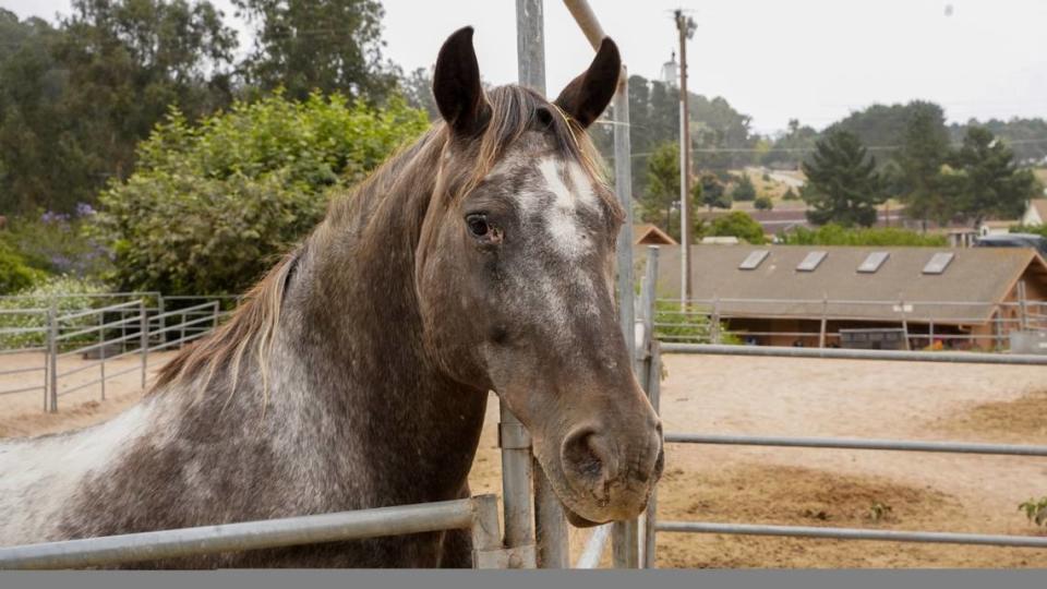 Beth Currier, founder of Rancho de los Animales for the Disabled, said her organization needs the community’s help funding a new well. Rancho de los Animales serves people with physical, mental and emotional disabilities by providing free access to animals and horseback riding. John Lynch/jlynch@thetribunenews.com