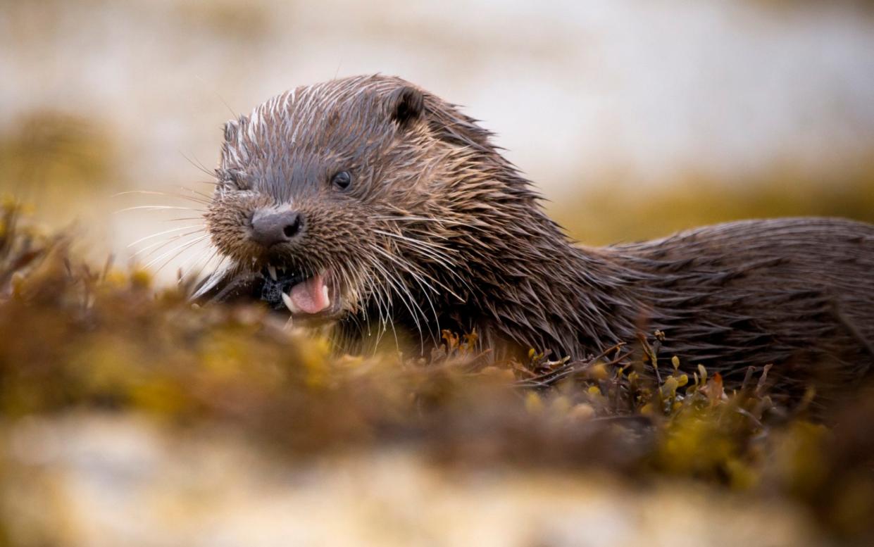 Otters are native to Canna but mink are not