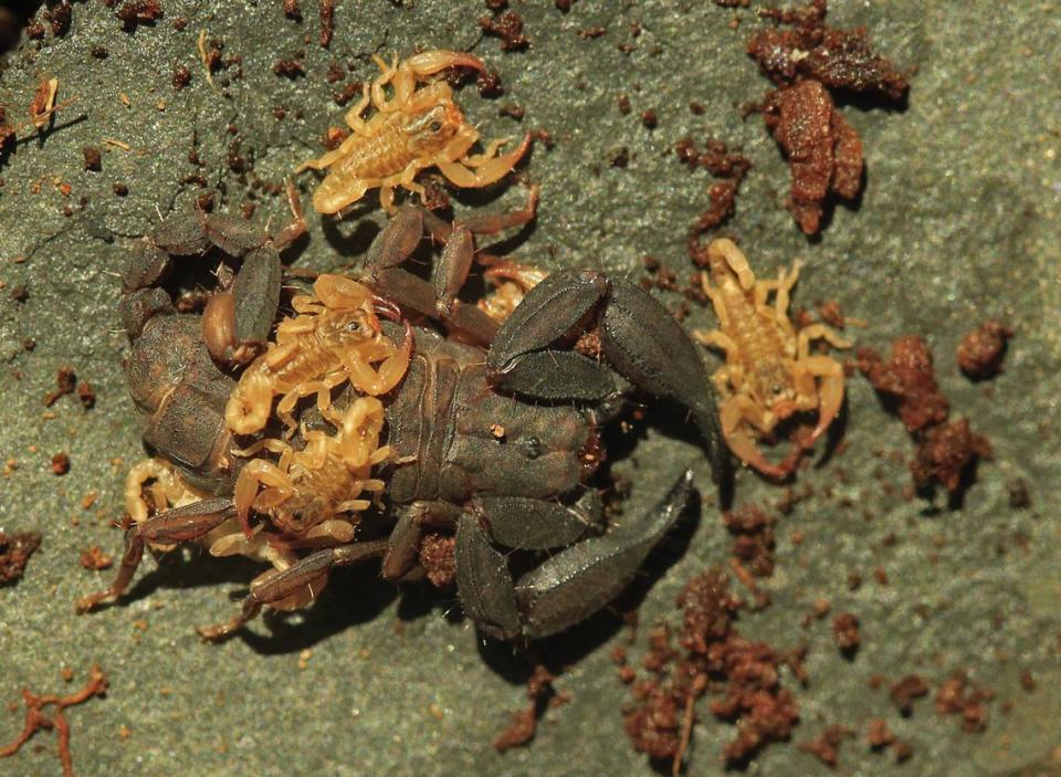 A Scorpiops (Euscorpiops) krachan, or Kaeng Krachan scorpion, with several babies.