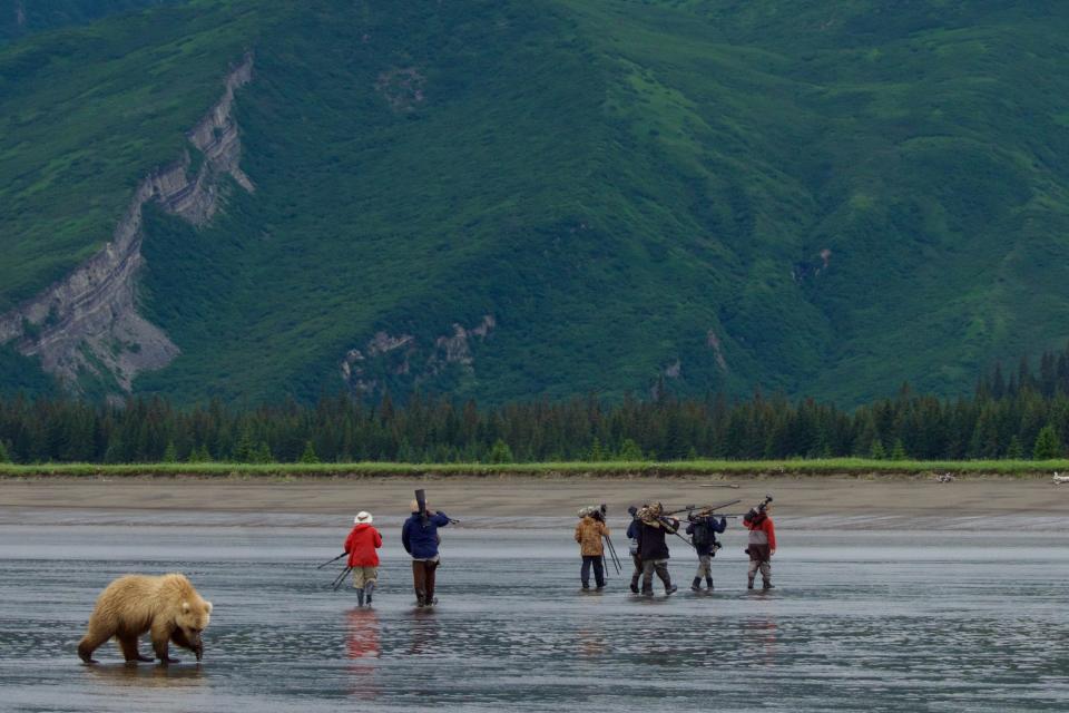As seen here, visitors are urged to quietly move away from bears digging for clams along the tidal flats of Sllver Salmon Creek.