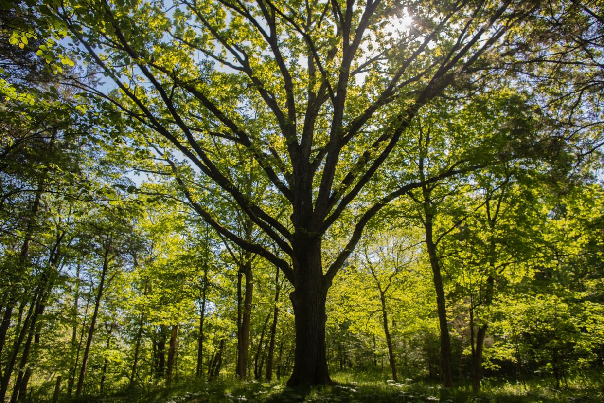 A large oak tree towers in the new Woodland Garden area in the Parkland of Floyd's Fork Broad Run Park area. May 7, 2019