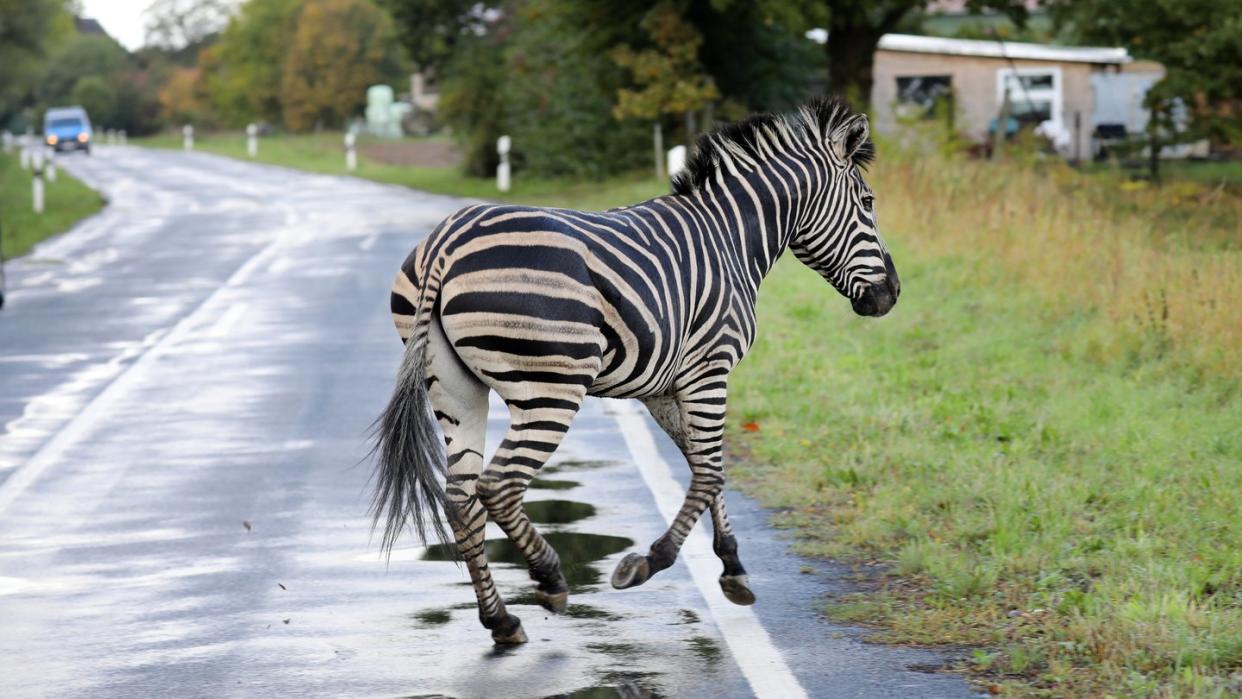 Das Zebra war mit einem Artgenossen in der Nacht aus dem Zirkus in Tessin ausgebüxt. Foto: Bernd Wüstneck