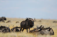 <p>A herd of blue wildebeest relax in the grass along the side of a road in Etosha National Park. Many times the creatures will move if a vehicle gets too close. These guys did not move as the midday temperatures soared. (Photo: Gordon Donovan/Yahoo News) </p>