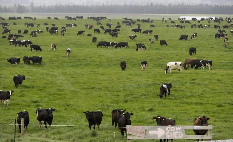 Vacas en una granja en Oxford, Reino Unido.