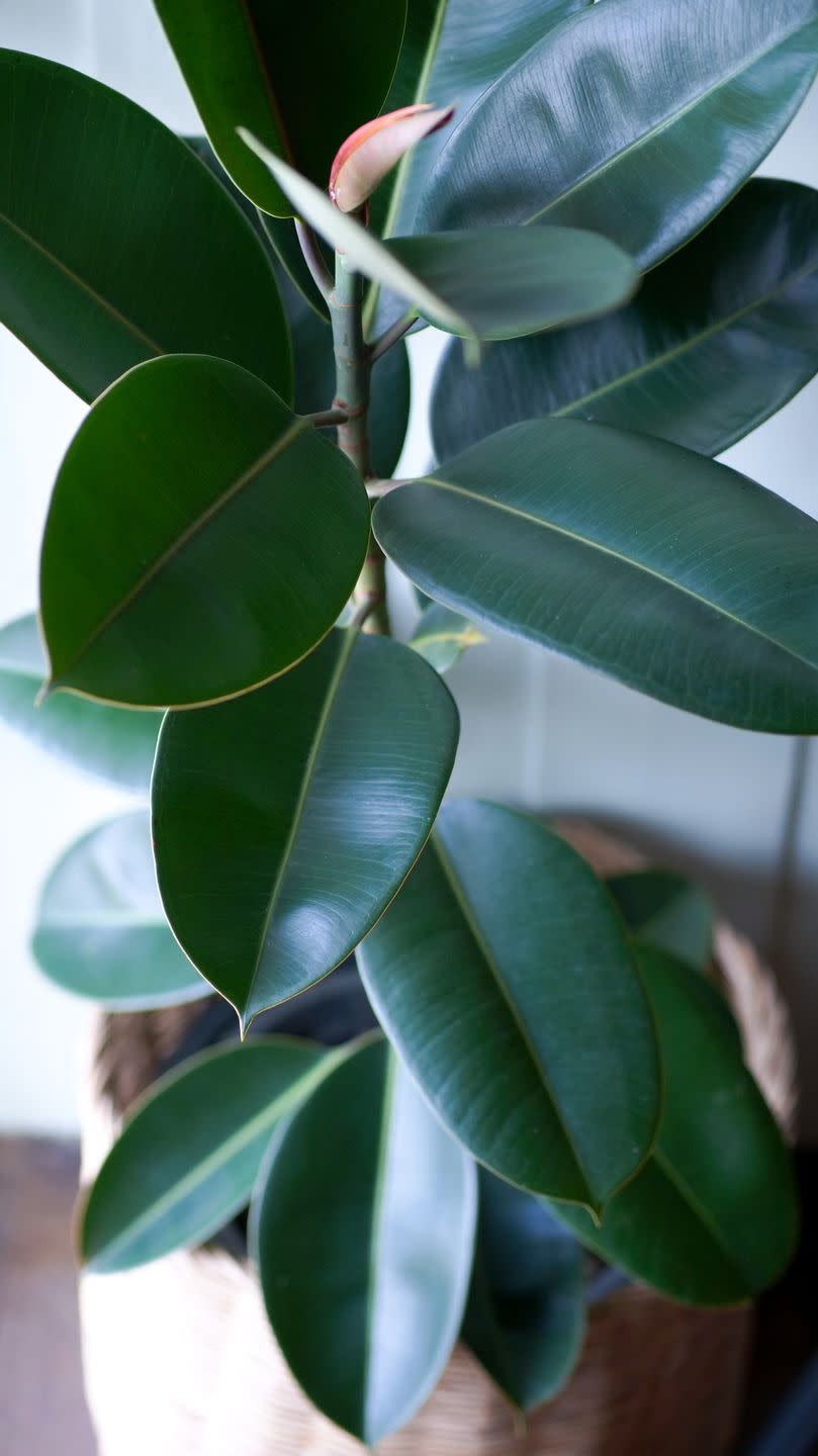 <p>Serving as a natural humidifier, rubber plants not only look good but they are easy to maintain and can make you feel better overall. Time to fill your home with them...</p><p><a class="link " href="https://www.primrose.co.uk/-p-130452.html" rel="nofollow noopener" target="_blank" data-ylk="slk:BUY NOW VIA PRIMROSE;elm:context_link;itc:0;sec:content-canvas">BUY NOW VIA PRIMROSE</a> </p>