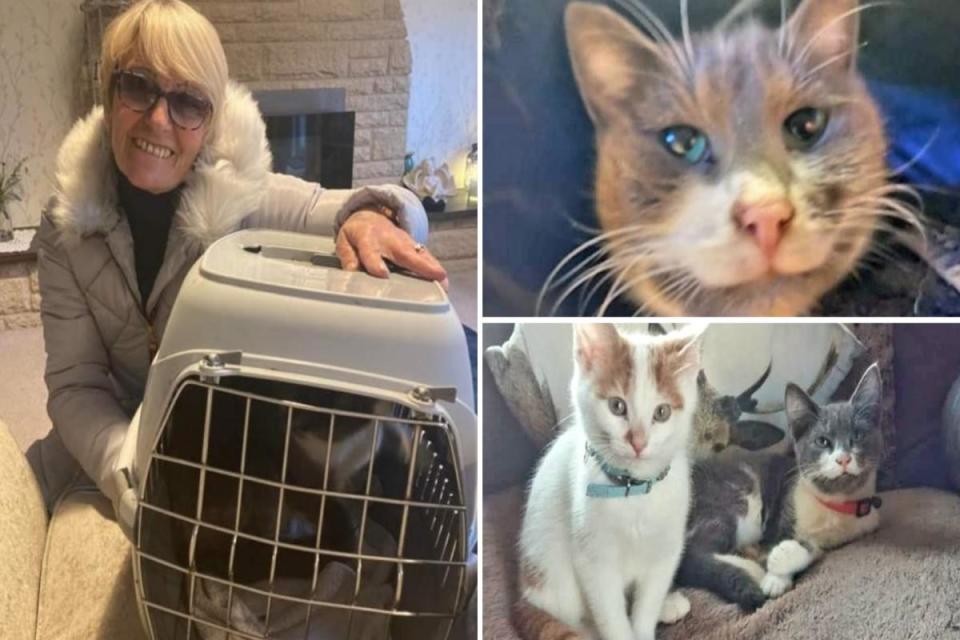 Cat who was lacking for a yr reunited with proprietor after curious 35 mile journey