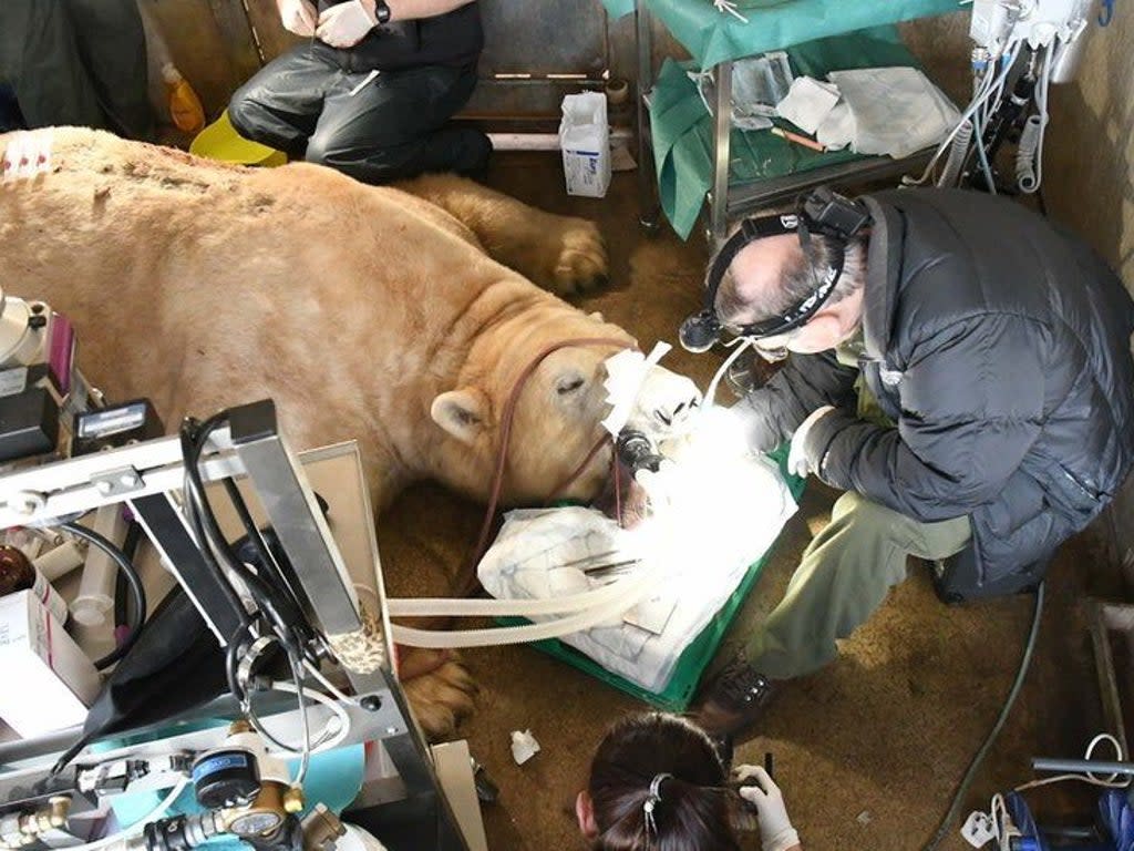 Dr Peter Kertesz removes tooth from Sisu the polar bear (Yorkshire Wildlife Park / Acquire Images)