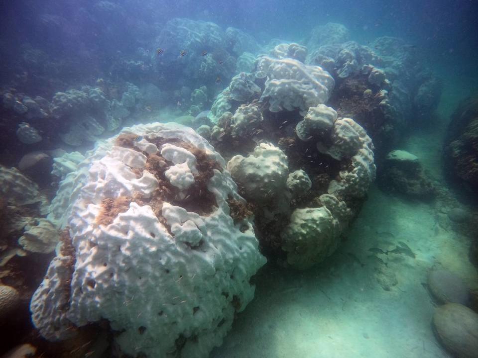 Corals bleached and died recently in the extreme ocean heat at Cheeca Rocks Preservation Area in the Florida Keys experienced in the past few weeks. Coral Restoration Foundation