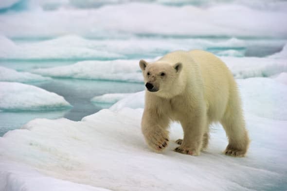 Polar Bears Struggle In Norway