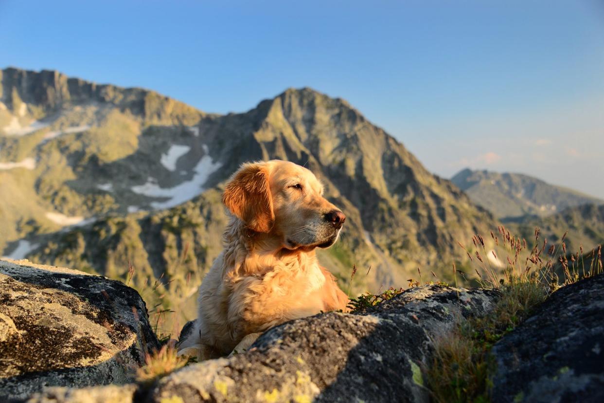 golden retreiver lying on a mountain