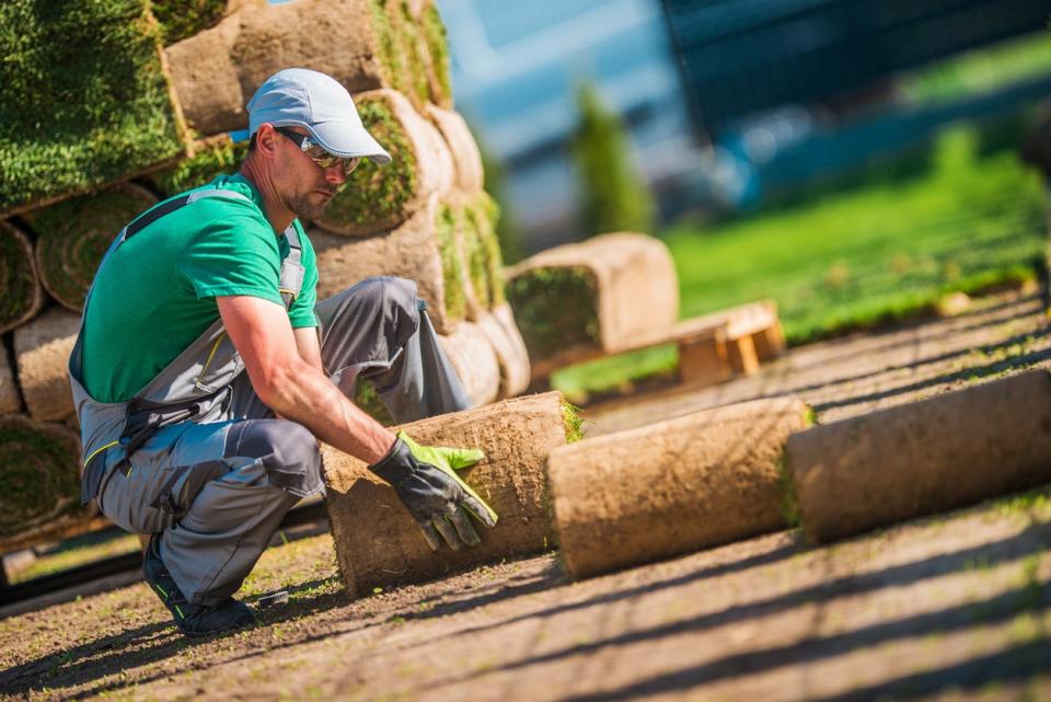 A worker in overalls and a green shirt rolls out sod. 