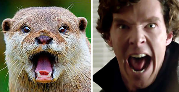 Dass Benedict Cumberbatch böse gucken kann, zeigte er nicht nur in der "Graham Norton Show". Auch dieser Screenshot aus "Sherlock" zeigt ihn in Rage. Sein Otter-Kumpel hat jedoch in diesem Bild ebenfalls nicht viel zu lachen. (Bild-Copyright: Tumblr/redscharlach)