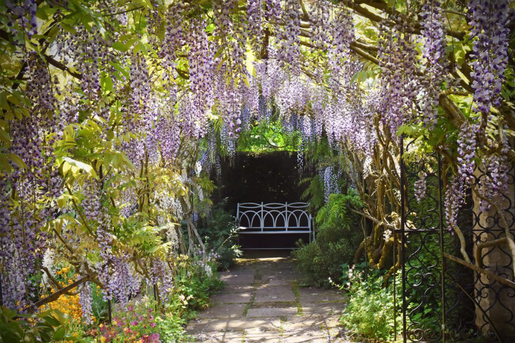 Wisteria vine hangs in a garden. 