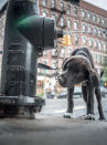 <p>Dieser Welpe interessiert sich mehr für den Hydranten, besser bekannt als New Yorks öffentliche Hundetoiletten, als irgendwelche Sehenswürdigkeiten im East Village. </p>