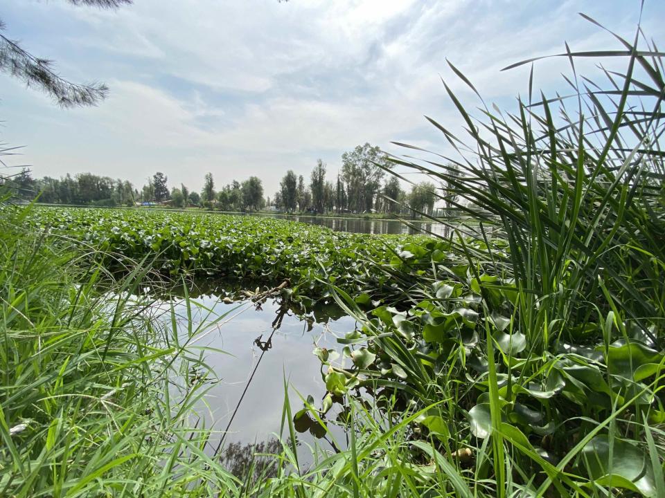 En los canales de Xochimilco, el lirio acuático también está presente. Foto: Uriel Gámez