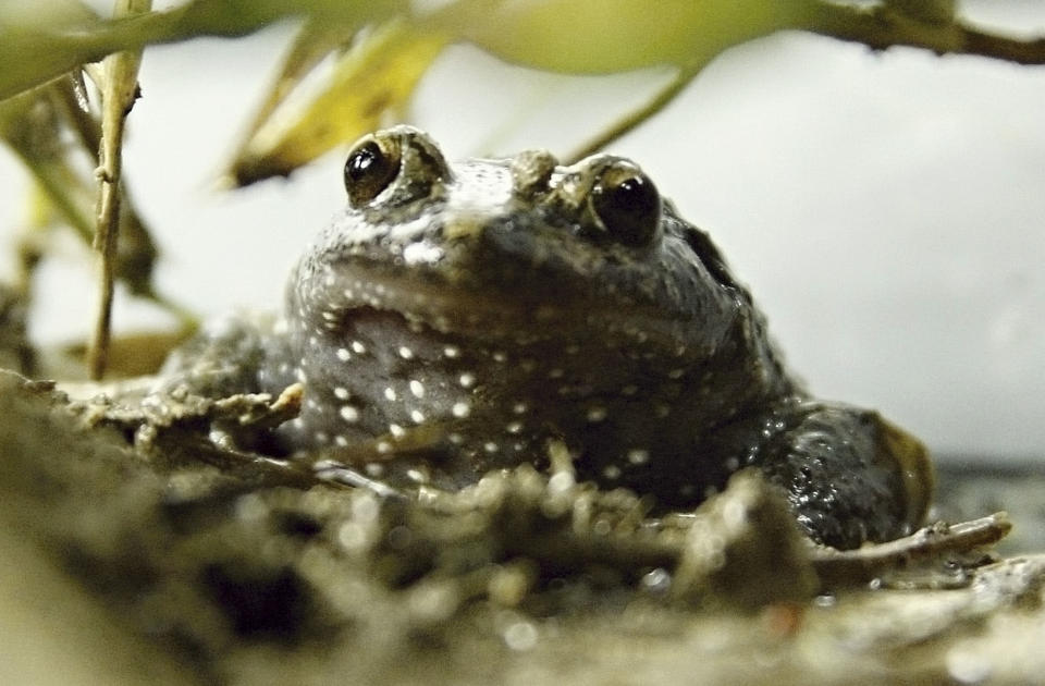 Hula painted frog