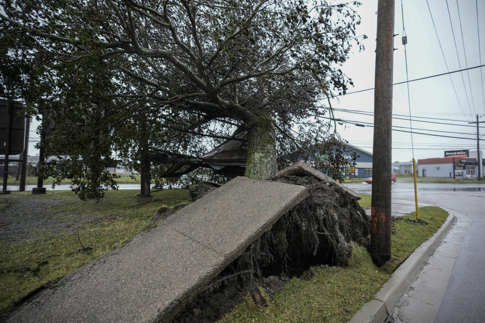 <p>A tree is uprooted along a sidewalk from winds from post-tropical storm Fiona on Sept. 24, 2022 in Sydney, N.S. Formerly Hurricane Fiona, the storm is one of the strongest Atlantic Canada has seen in years. (Photo by Drew Angerer/Getty Images)</p> 