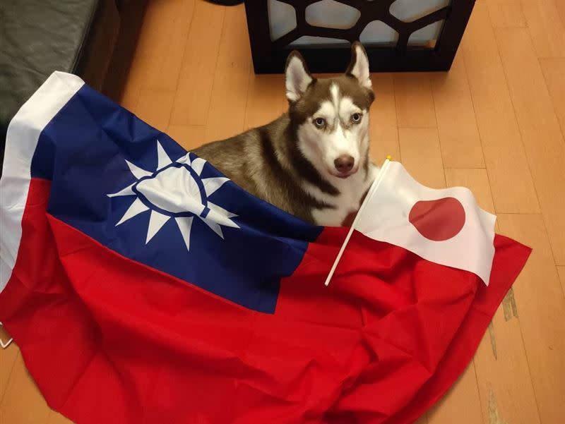夢多將台灣與日本國旗披在家中的哈士奇身上，展現「台日友好」。（圖／翻攝自夢多臉書）