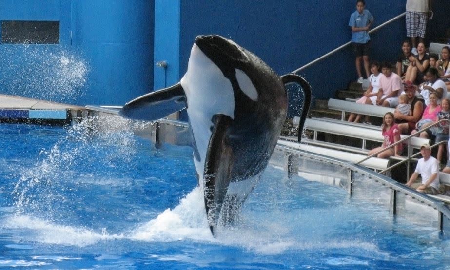 Tilikum died of a persistent bacterial infection in January and was involved in the death of trainer Dawn Brancheau: Reuters