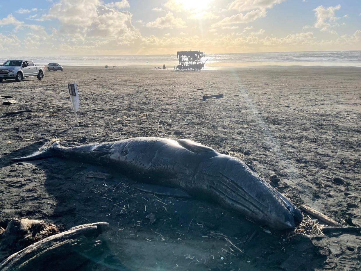 A dead baby gray whale washed ashore on the Oregon Coast — the second of the giant marine mammals in the past week.