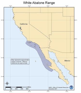 White abalone are found primarily along the coast of Southern California and Northern Mexico. Red, green, and black abalone are found in this region as well, but can also be found further north. White abalone were the first invertebrates to be listed as endangered under the ESA followed by the black abalone. Image: NOAA photo library.