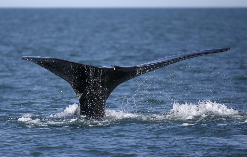 Researchers estimated that only about 250 mature North Atlantic right whales remained alive by the end of 2018. (Photo: AP Photo/Michael Dwyer)