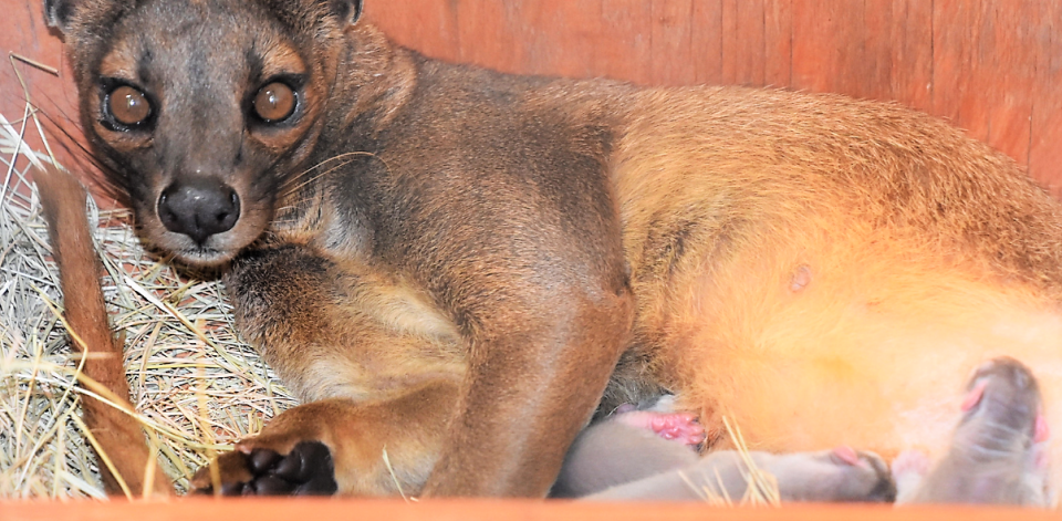 Lolo, a female fossa, nurses her three pups born June 19 at the Abilene Zoo.