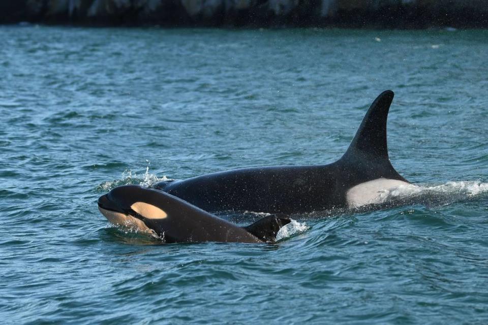 The Center for Whale Research confirmed that a new calf, L125, was born about a month ago into the southern resident killer whale community in pod L. 