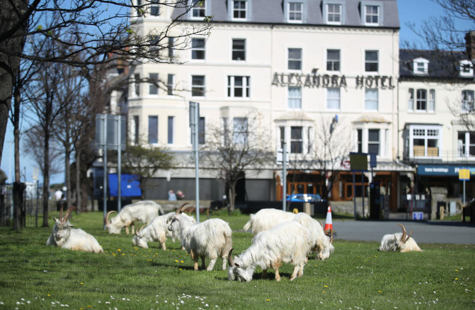 Cabras de Cachemira pastan en un parque de Llandudno. (Foto: Carl Recine / Reuters).