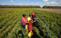 Women load red peppers into a sack in a field for a company producing powdered paprika, one of Hungary's best-known staples, in Batya, Hungary, September 26, 2016. REUTERS/Laszlo Balogh