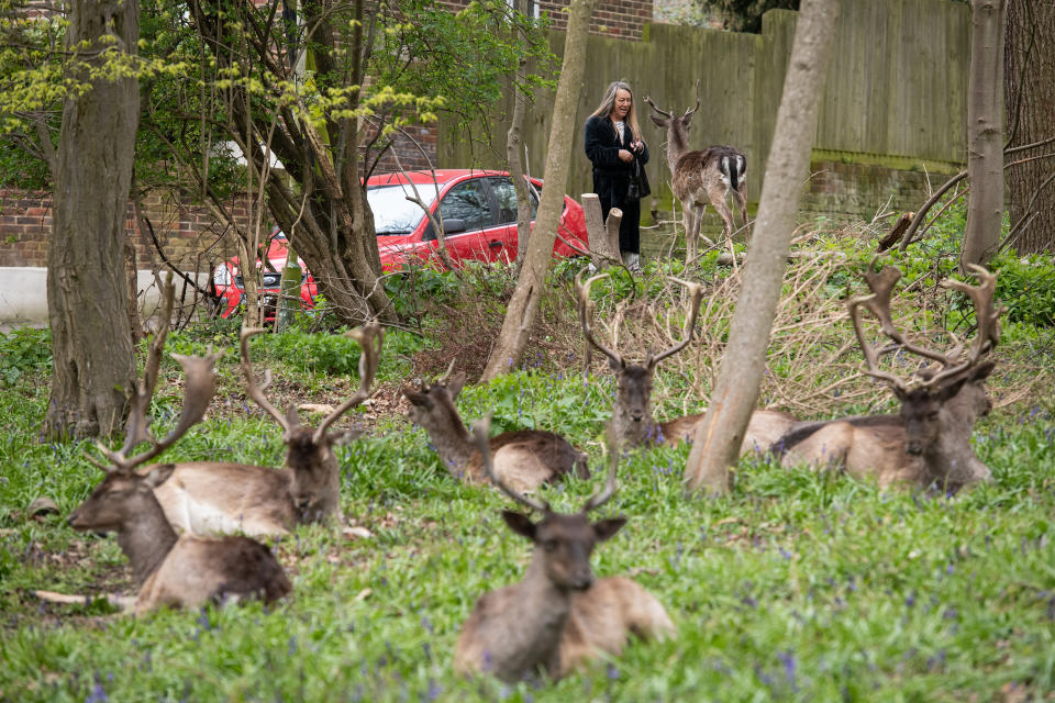 ROMFORD, ENGLAND - APRIL 02: A woman feeds a Fallow deer from Dagnam Park near her home as they rest and graze in a patch of woodland outside homes on a housing estate in Harold Hill, near Romford on April 02, 2020 in Romford, England. The semi-urban deer are a regular sight in the area around the park but as the roads have become quieter due to the nationwide lockdown, the deer have staked a claim on new territories in the vicinity. The Coronavirus (COVID-19) pandemic has spread to many countries across the world, claiming over 40,000 lives and infecting hundreds of thousands more. (Photo by Leon Neal/Getty Images)