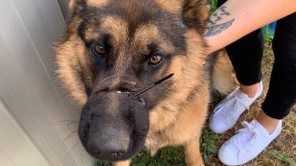 An 11-month-old German Sheppard was found bound with a cable tie around her mouth. Source: RSPCA SA.