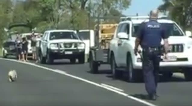 The officer came to the rescue of the confused 'cotton tailed koala'. Source: Facebook.