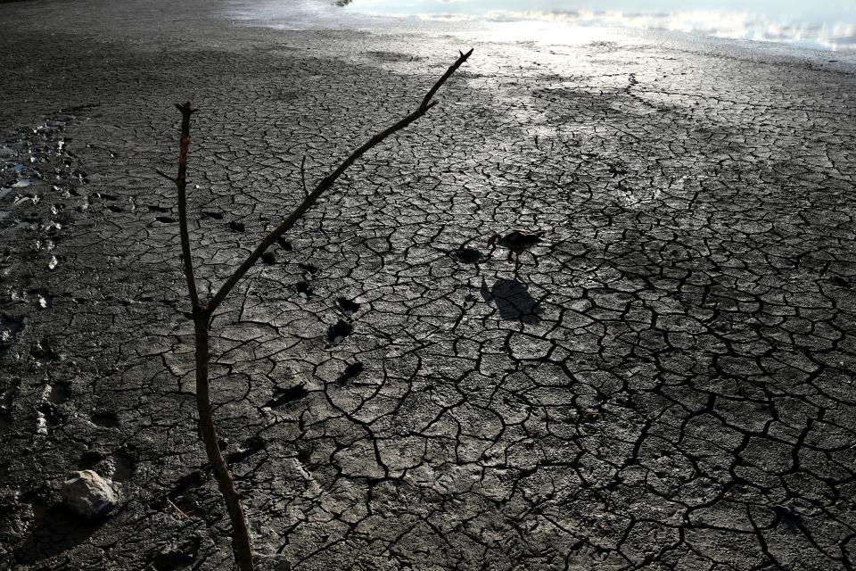 A goose looks for water in the dried bed of Lake Velence in Velence, Hungary, Thursday, Aug. 11, 2022. A huge drought is sweeping across Europe, which affects Hungary too. According to the General Directorate of Water Management (OVF), the water level in Lake Velence, a popular touristic lake near Budapest, is at its lowest level ever recorded.