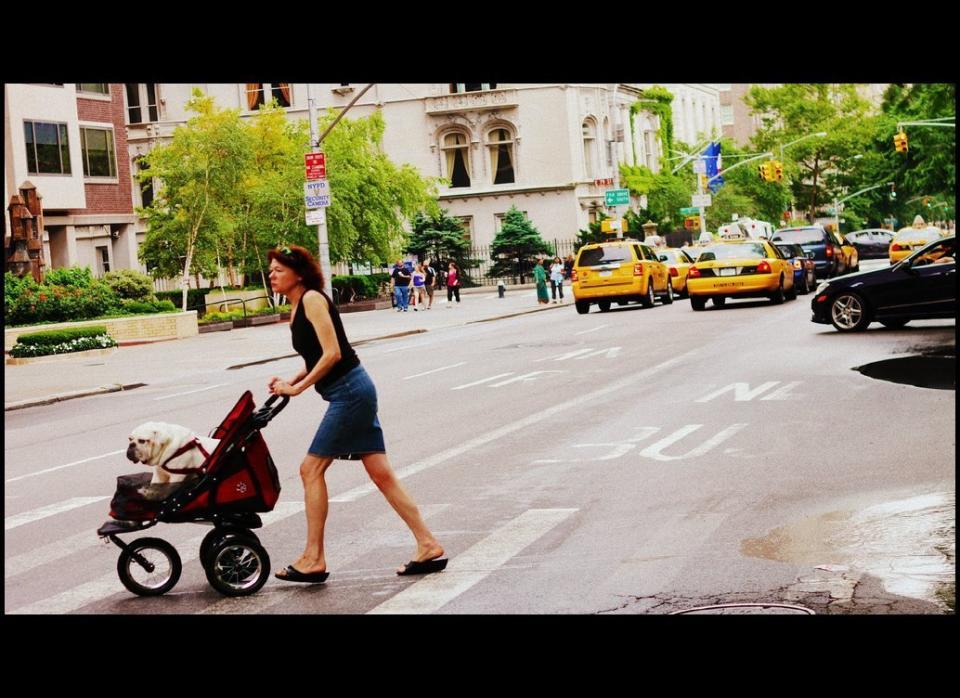 That's not a baby in that stroller, but a <a href="http://www.flickr.com/photos/7873084@N02/5907229136/" target="_hplink">little dog</a> with tired legs.