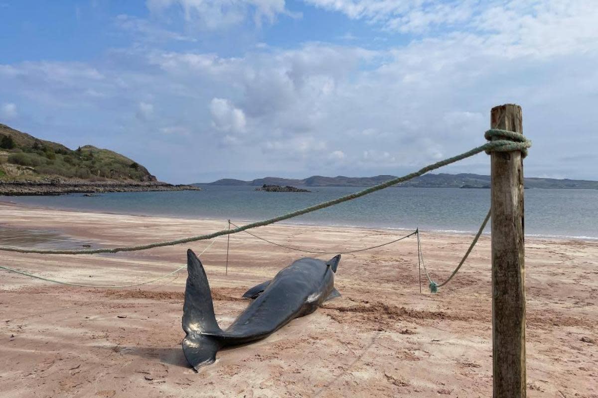The pilot whale died on Firemore Beach <i>(Image: Donna Suzanne Hopton)</i>