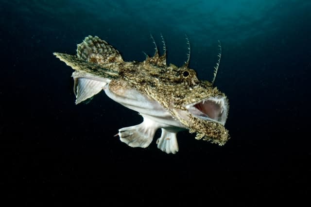 World's ugliest animals Monkfish