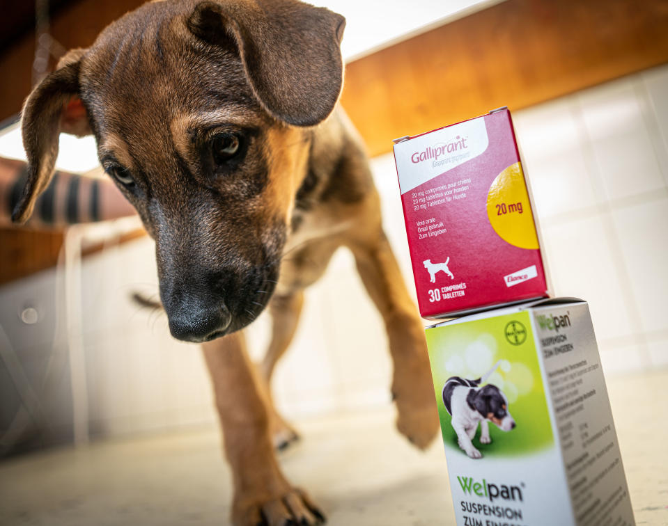 This illustration created on August 12, 2019 shows a dog standing next to animal medication produced by Elanco (top) and Bayer at a veterinary practice in Bad Nauheim near Frankfurt am Main, western Germany. - German chemical and pharmaceutical group Bayer said on August 20, 2019 it was selling its Animal Health business unit to US-based drug firm Elanco for $7.6 billion to create an industry giant. (Photo by Frank Rumpenhorst / dpa / AFP) / Germany OUT        (Photo credit should read FRANK RUMPENHORST/DPA/AFP via Getty Images)