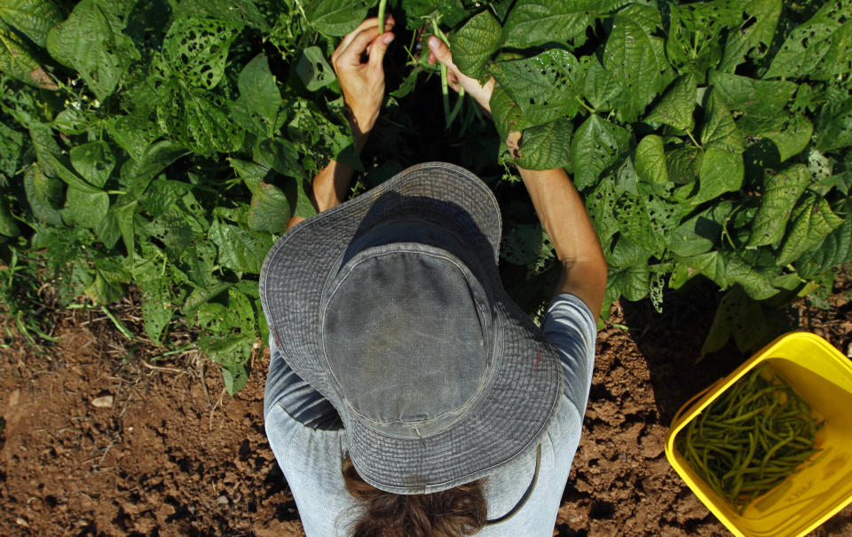 Graham Gallaway shields himself with a hat as he picks green beans under the hot sun at Piedmont Biofarm in Pittsboro, N.C., Friday, June 29, 2012. Triple-digit temperatures are expected for several days in North Carolina. (AP Photo/Gerry Broome)