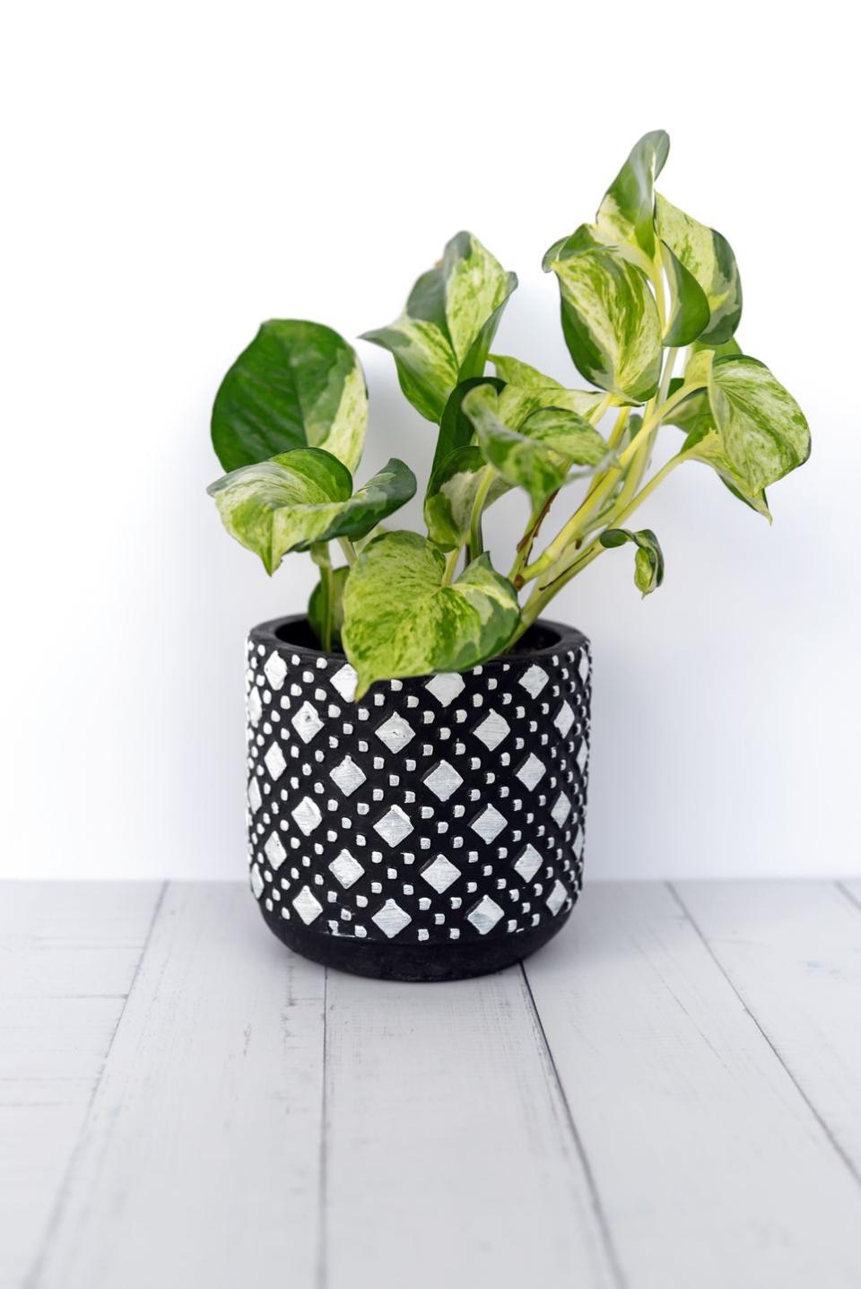 14) Pothos Plant