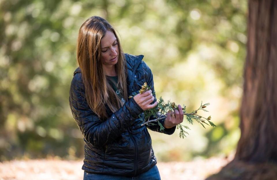 Rachael Norton, forester and owner of New Growth Forest Management, inspects incense cedar pine cones to check their readiness for releasing seeds in Plumas National Forest last month. Xavier Mascareñas/The Sacramento Bee