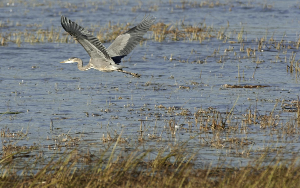 FILE - A bird flies over wetland in Clay Township, Mich., Oct. 12, 2003. A bill approved by the state Legislature on Friday changed Michigan regulations that require permits to fill, drain or otherwise degrade many wetlands, although it rejected more drastic proposals that would have left hundreds of thousands of acres vulnerable to development. (AP Photo/Paul Sancya, File)