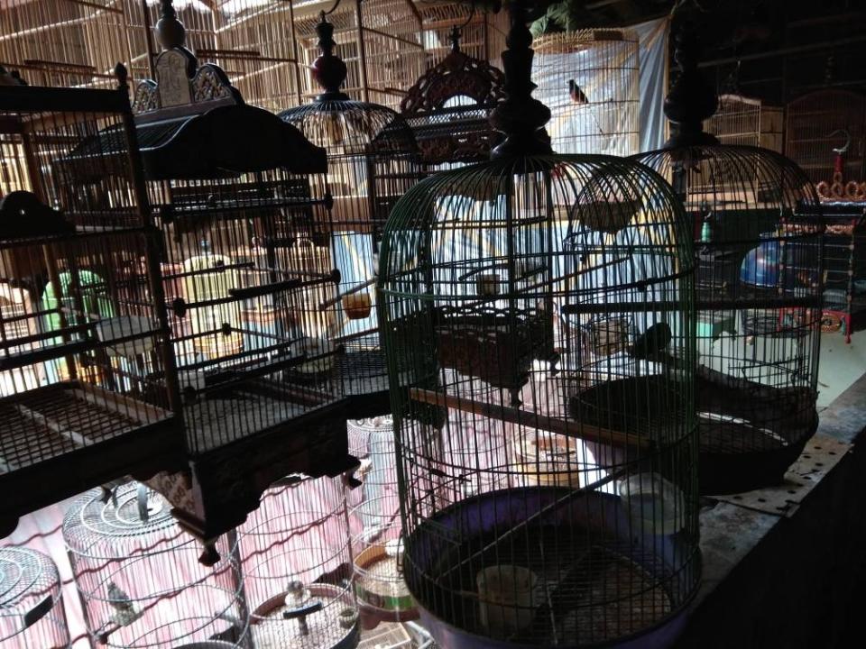 A scene at Pramuka's bird market showing how caged birds are kept. —  Picture via Serene Chng/TRAFFIC