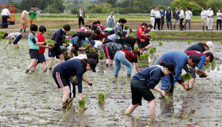 Tourists from Tokyo's universities, plant rice seedlings in a paddy field, near Tokyo Electric Power Co's (TEPCO) tsunami-crippled Fukushima Daiichi nuclear power plant, during a rice planting event in Namie town, Fukushima prefecture, Japan May 19, 2018. Picture taken May 19, 2018. REUTERS/Toru Hanai